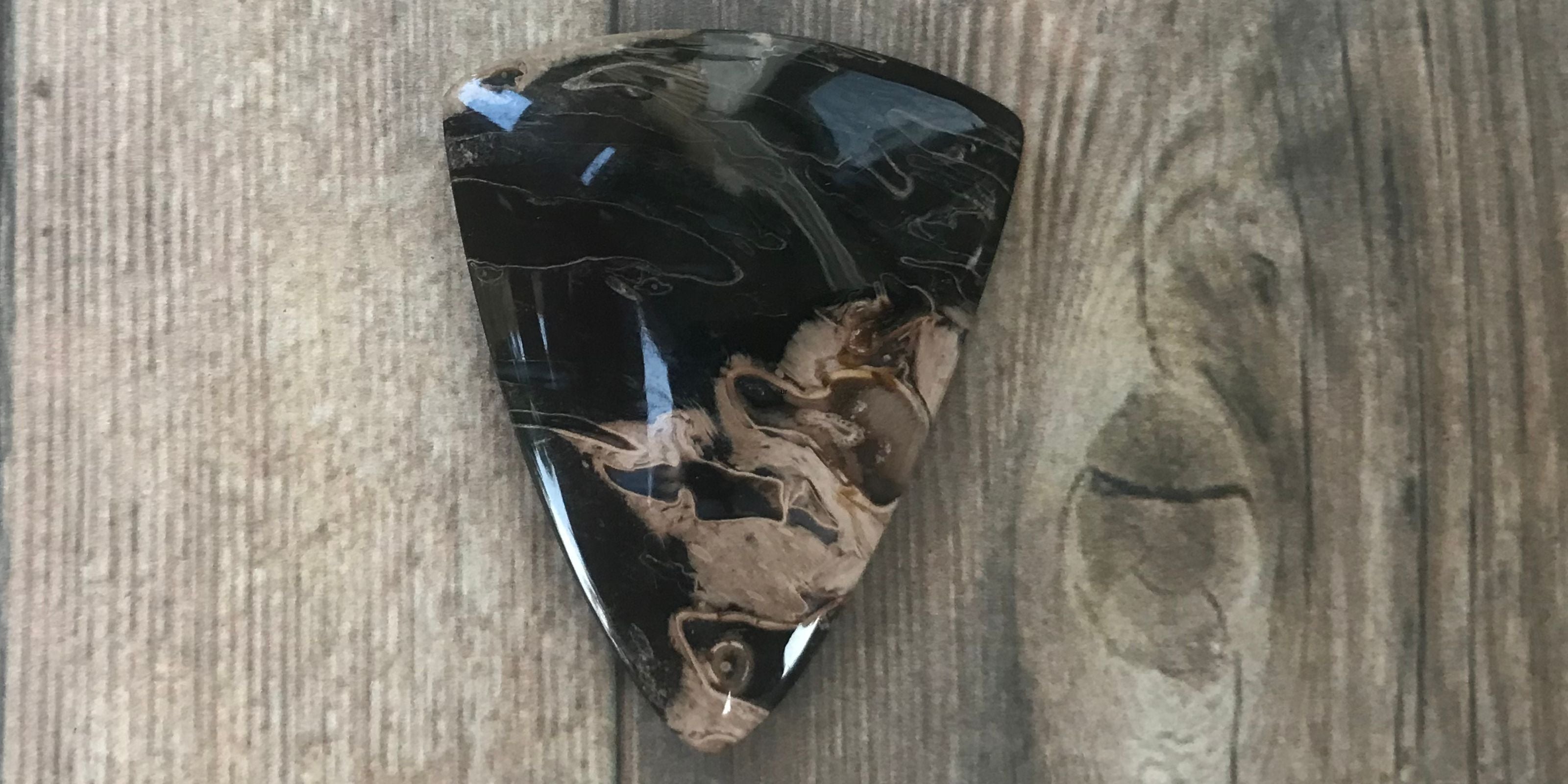 Petrified Palm Root
